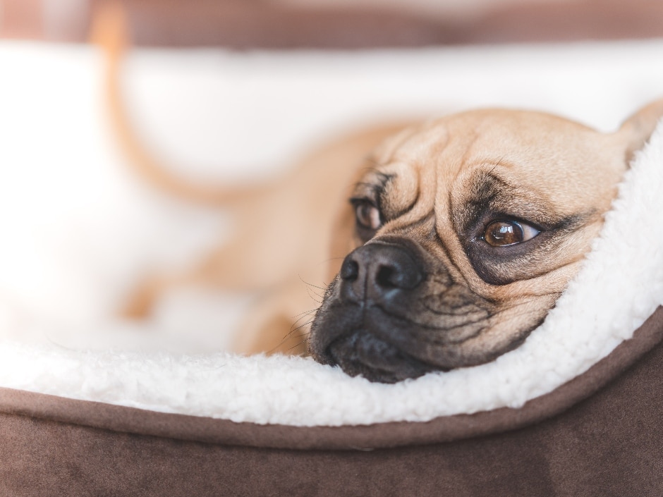 A french bulldog resting in a cozy dog bed.