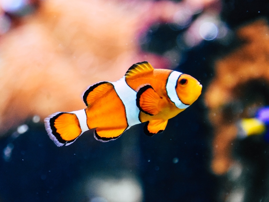 A clownfish with striking orange and white stripes amid corals.