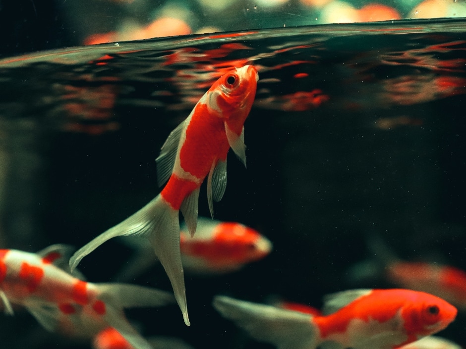 Vibrant red and white carp fish in an aquarium.