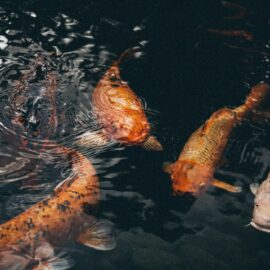 Water quality and healthy Koi