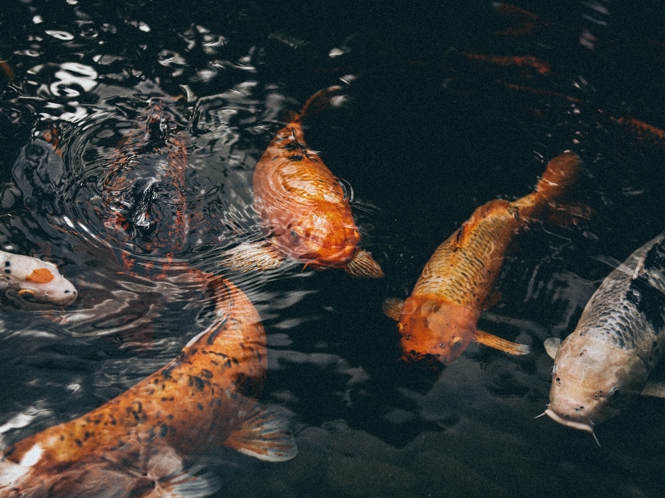 Colourful koi carp swimming in a pond.