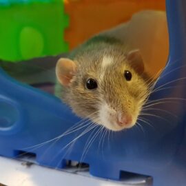 Choosing a pet rat