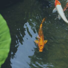 Koi pond filtration systems