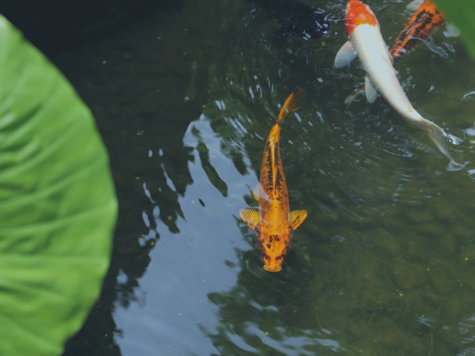 A bright orange and white koi fish swimming near the surface of a pond, with a green lily pad in the foreground.