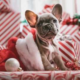 Keep your pet safe at Christmas