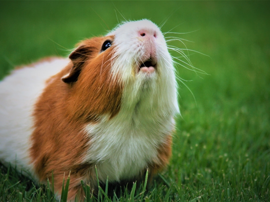 Portrait of a long-haired guinea pig with reddish-brown and white fur standing in green grass.