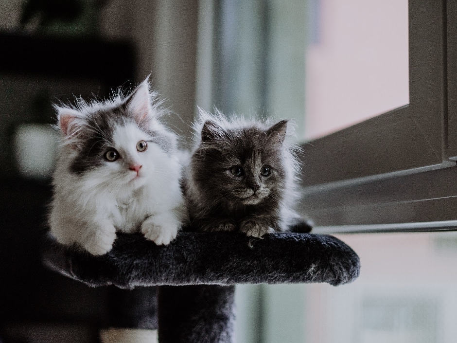 Two fluffy kittens, one grey and white and the other black and brown, sitting together on a cat perch.