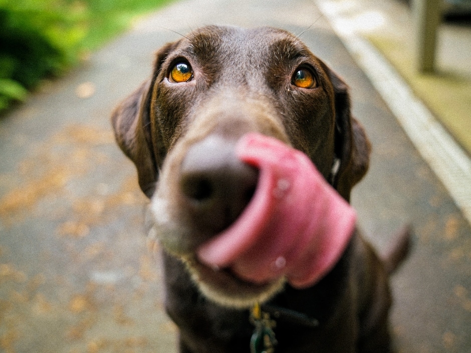 Close-up portrait of a brown dog with expressive eyes and a pink tongue sticking out slightly. The dog appears to be looking directly at the camera.