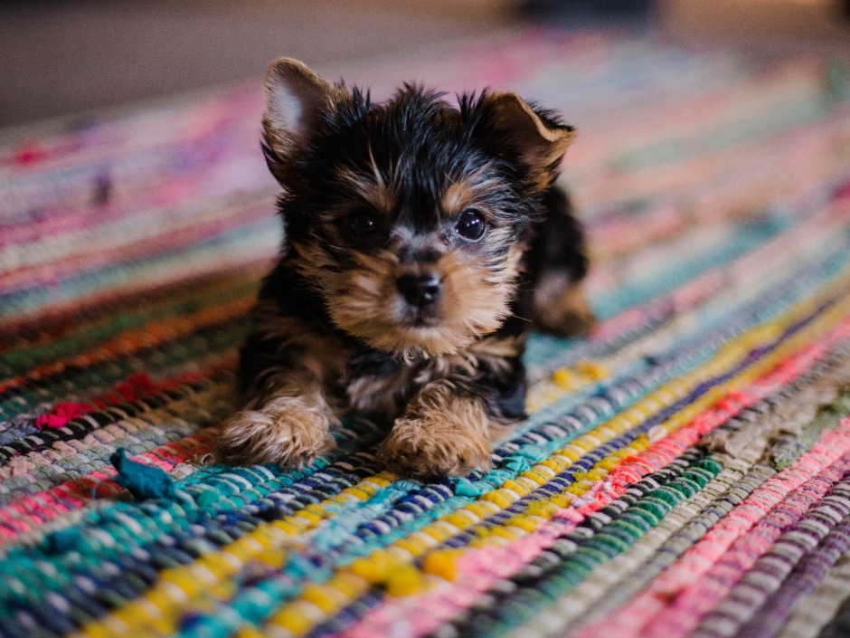 A Yorkshire Terrier puppy sitting on a colourful rug.