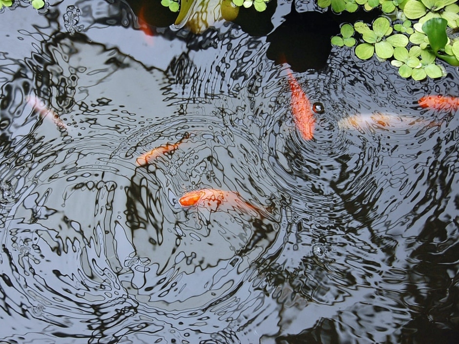 Koi fish swimming in a pond with lily pads and green plants around the edges.