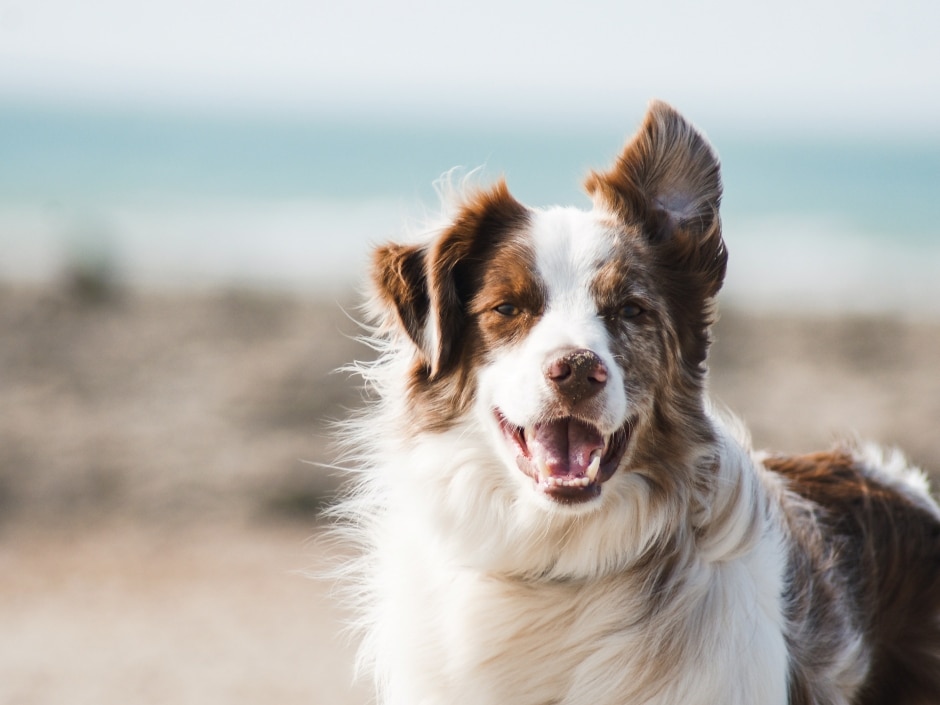 Tricolour Australian shepherd dog sitting on a beach, tongue out and smiling at the camera.