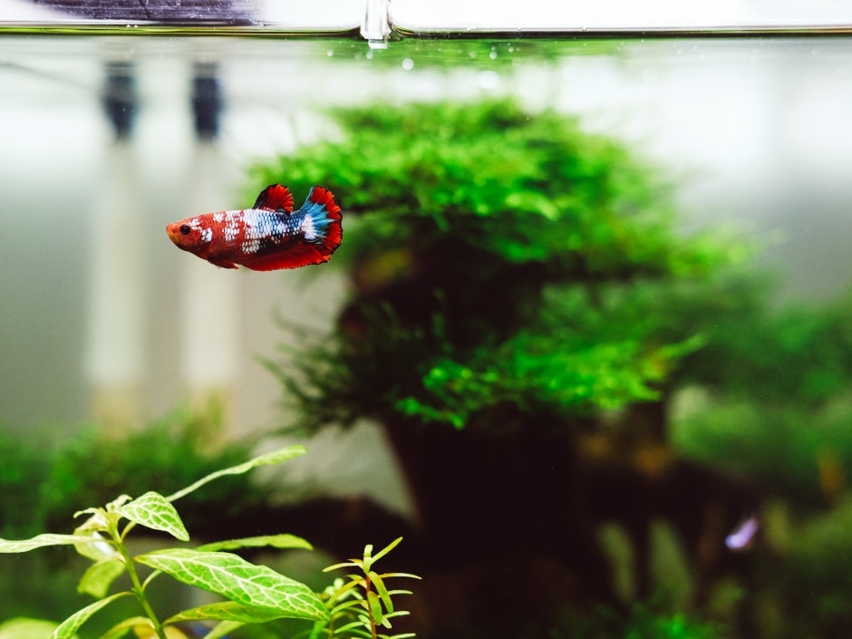 A red, white, and blue Siamese fighting fish swimming near aquatic plants against a blurred background of water and greenery.