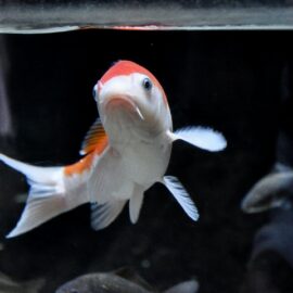 Remove ammonia from your Koi ponds