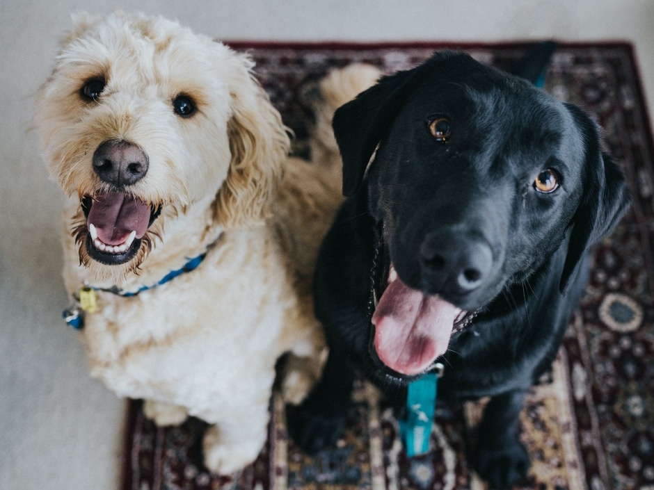 A golden retriever and a black labrador retriever sitting next to each other on a patterned rug, both dogs have their tongues out.