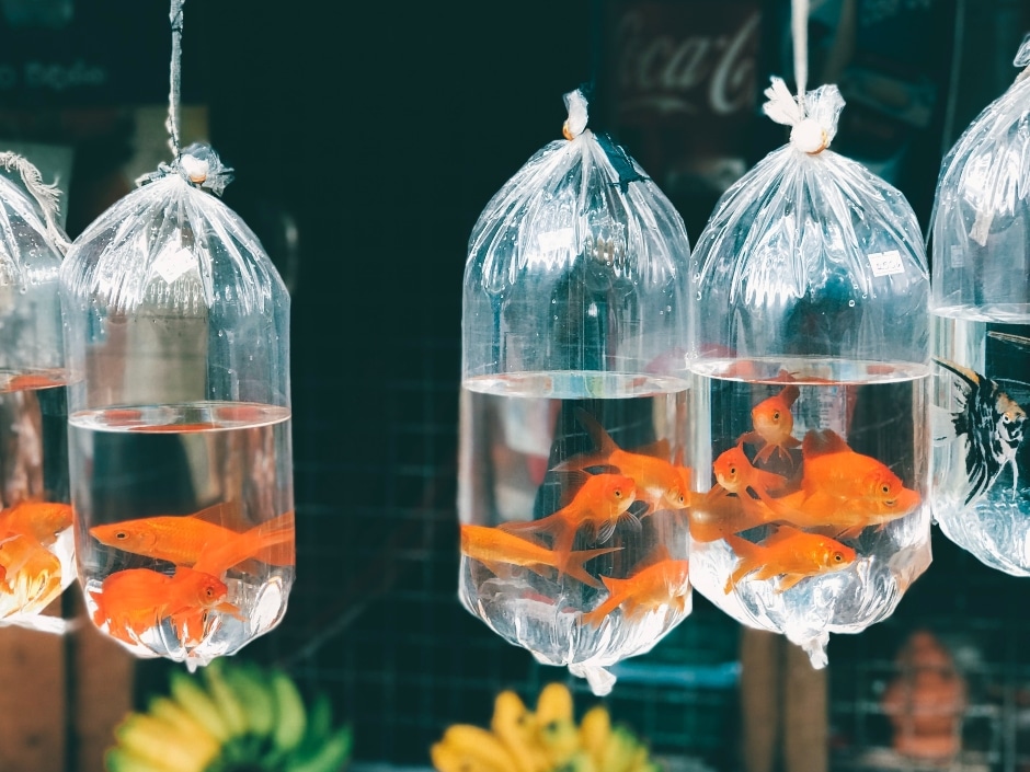 Goldfish swimming in hanging glass orbs filled with water, with green foliage visible in the background.