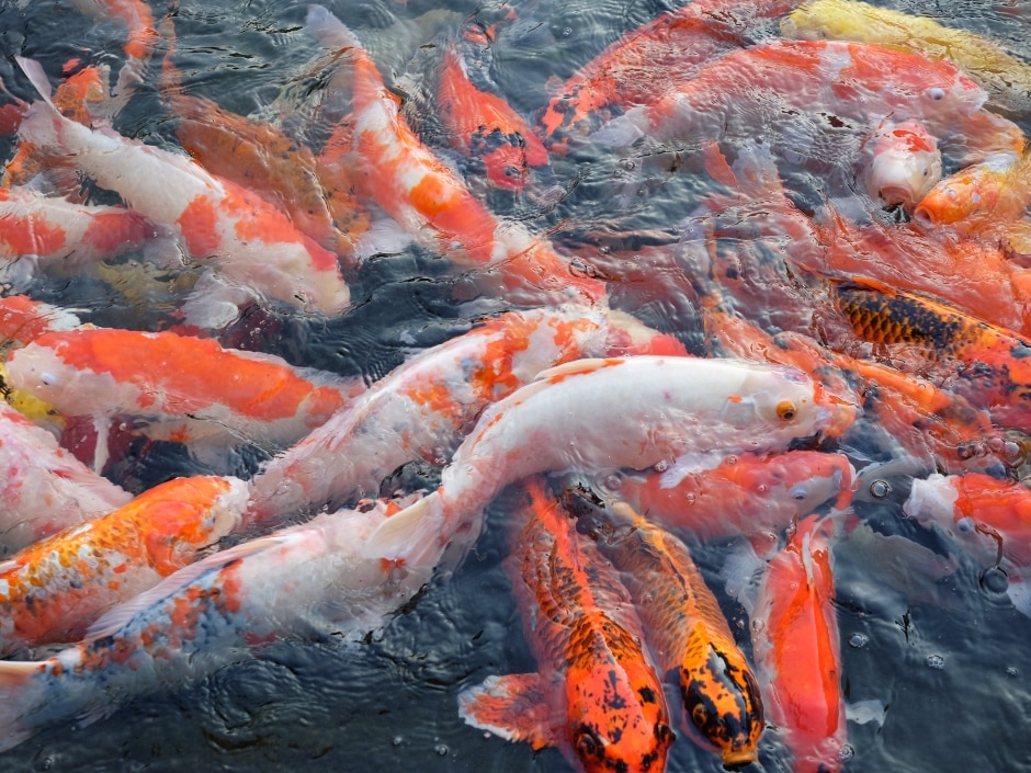 A dense school of koi carp swimming together, their white and orange scales contrasting with the dark water, creating an almost abstract, painterly image.