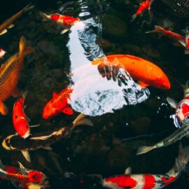 How big should I build my Koi pond?