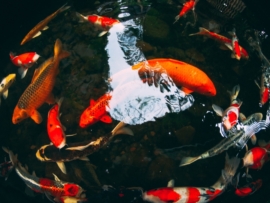 An underwater view of many koi fish swimming together, their red, white, and orange scales reflecting light and creating a vibrant, colourful scene.