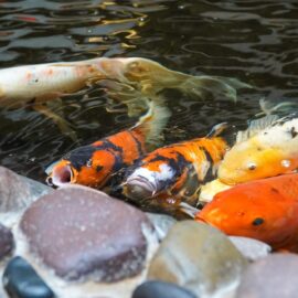 How to manage waste in your Koi Pond