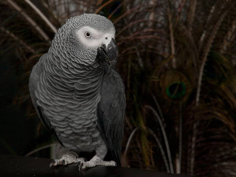 Grey parrot perched on a branch in dim lighting.
