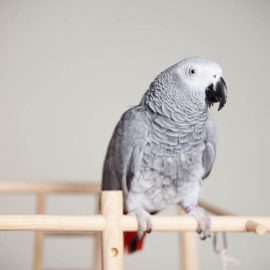 Caring for your African grey parrot