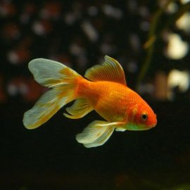 10 Interesting facts about goldfish