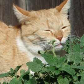 Catnip