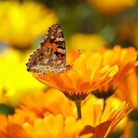 Calendula