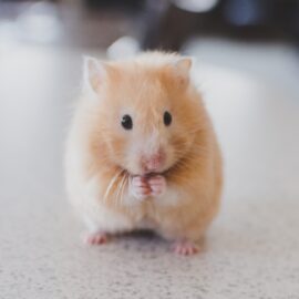 Thinking of getting a rodent as a pet?