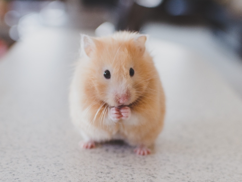 A golden-furred hamster with black eyes sitting on a surface.