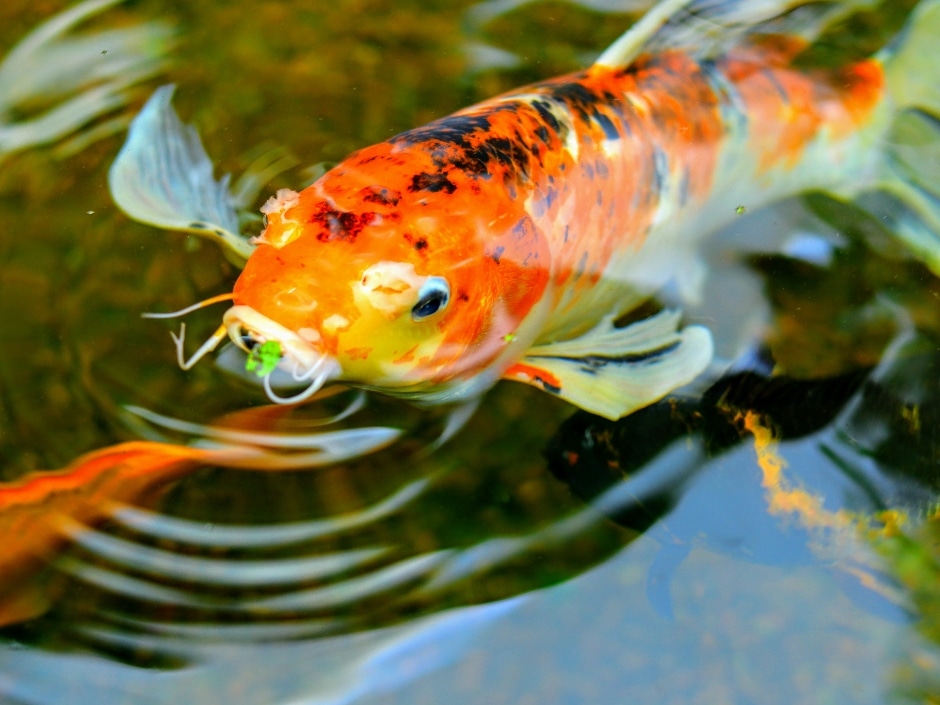 A brightly-coloured goldfish with orange markings swimming in a pond.
