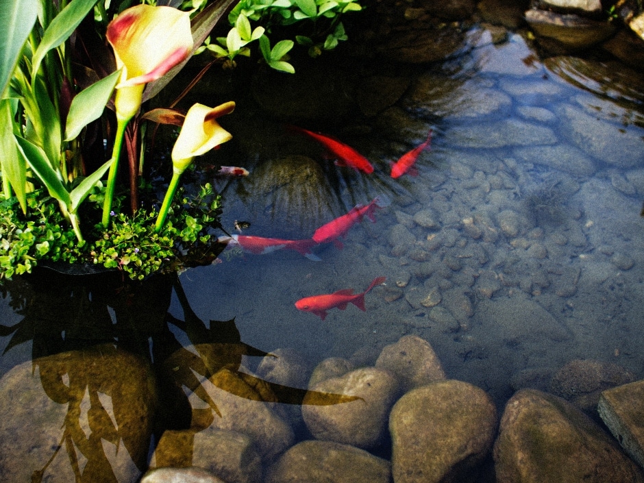 Small red fish swimming in a pond with plants, rocks and a calla lily flower.