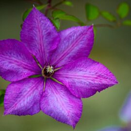 Clematis – Queen of the vines