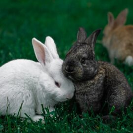 Caring for pet rabbits – is it easy?