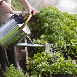 Create your own water garden