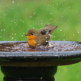 Gardening with birds