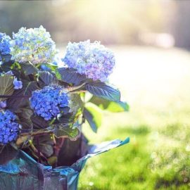 Crack the hydrangea colour code