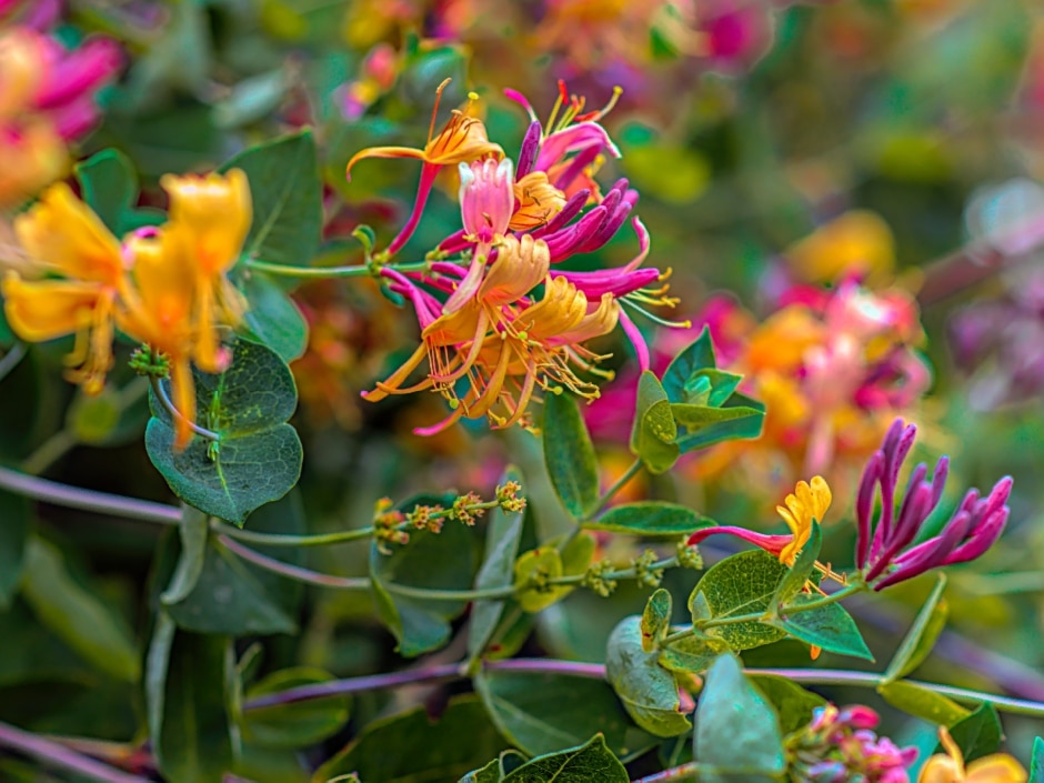 Striking orange and pink honeysuckle flowers with curled petals surrounded by green foliage.