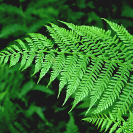 Fantastic ferns