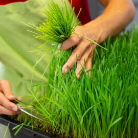 Grow your own wheatgrass