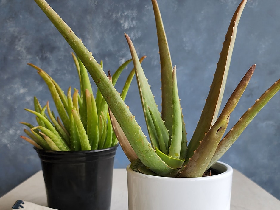 Potted aloe vera plants with tall spiky green leaves in black and white pots.