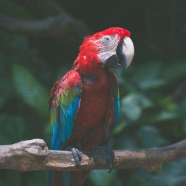 Feeding your pet bird