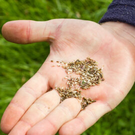 Collect seeds for spring