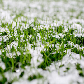 Winter tips for your lawn