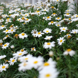 August is daisy season