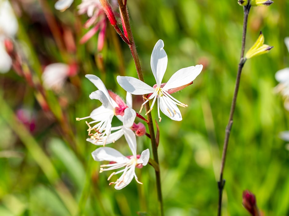 Close up of white gaura flowers with red stems against a blurred green background.