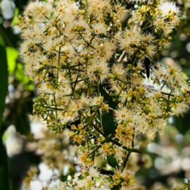 Plants to beat the wind