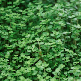 Great groundcovers