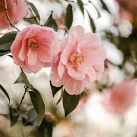 Captivating camellias