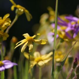 How to grow indigenous spring meadow